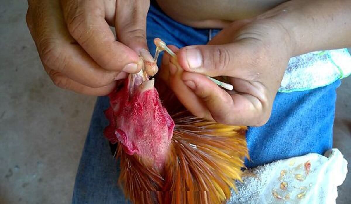 Cách xử lý khi gà bị tang